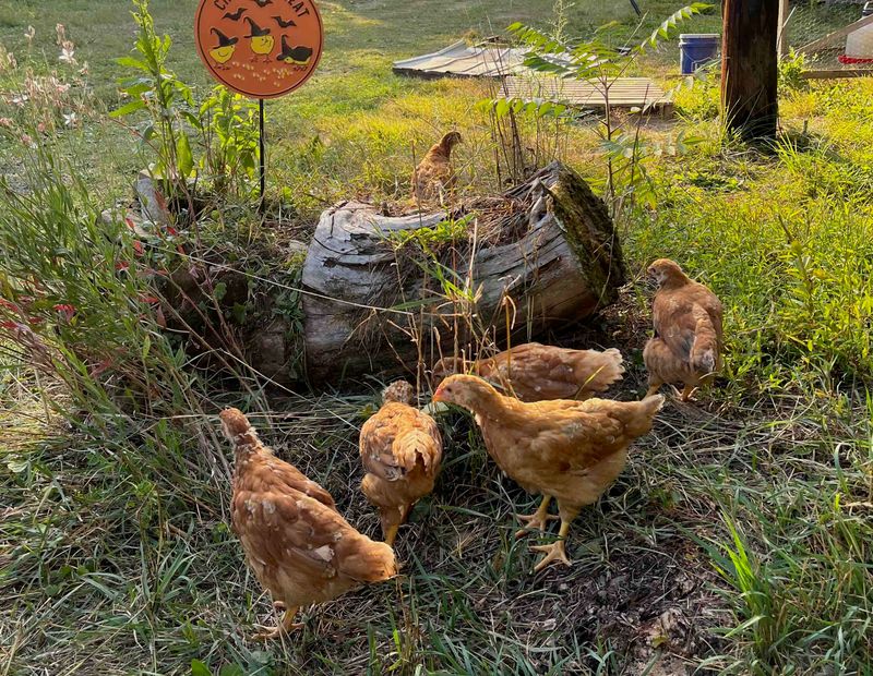 Free-range chickens roaming on a green field