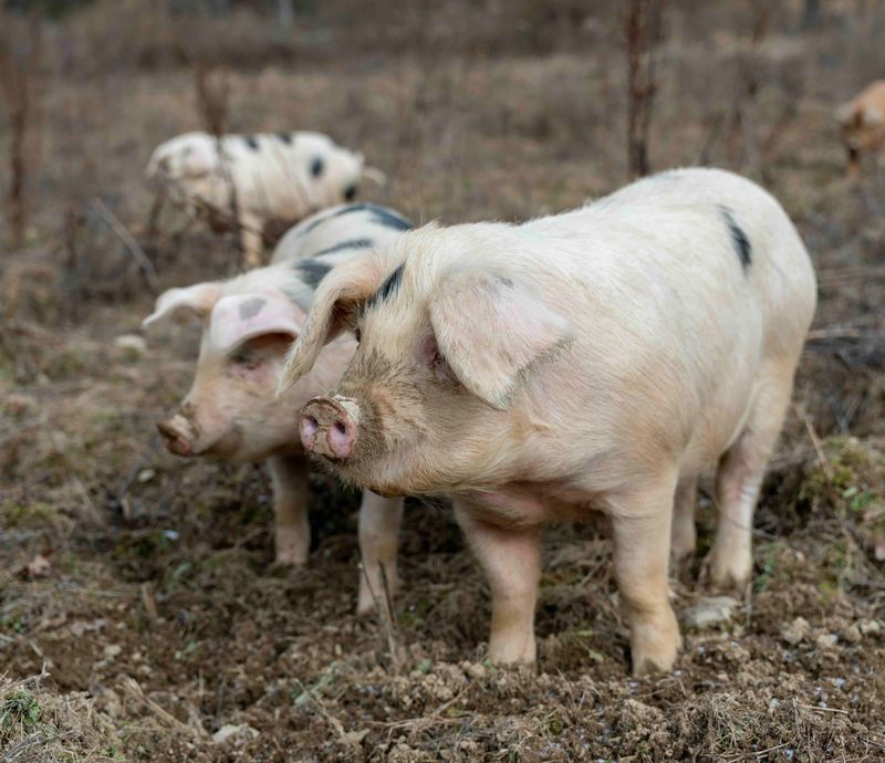 Heritage breed pigs foraging on open pasture